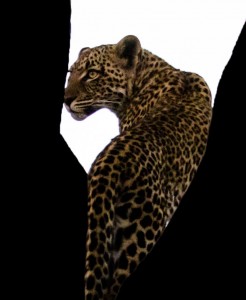 Leopard heart  